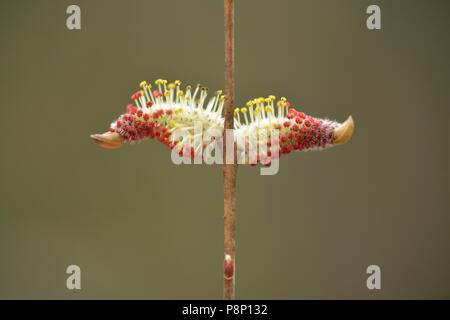 Flowering Purple Willow Stock Photo