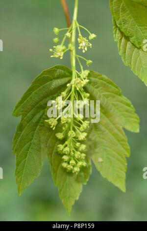 Flowering Sycamore