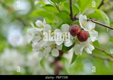 Due to the warm winter birds have had no interest in feeding on the crabapples and they are still hanging in the tree when the blossom starts Stock Photo