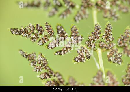 Brittle Bladder Fern growing on old castle wall Stock Photo