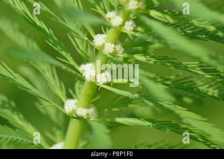 Parrot Feather is an invasive exotic aquatic plant Stock Photo