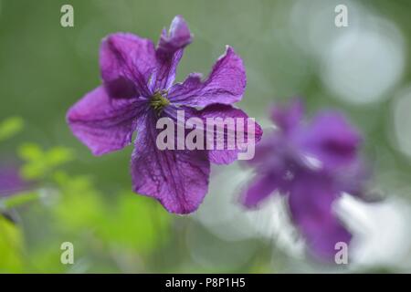 Flowering Purple clematis in hedge along the river Maas Stock Photo