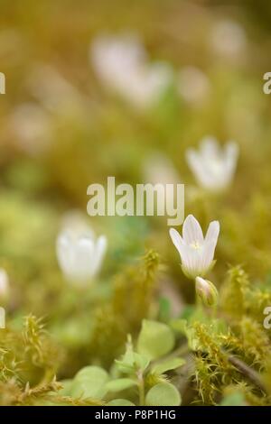 Flowering Bog pimpernel Stock Photo