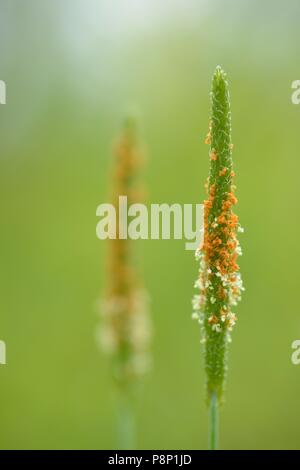 Close-up of the inflorescence of the Orange Foxtail Stock Photo