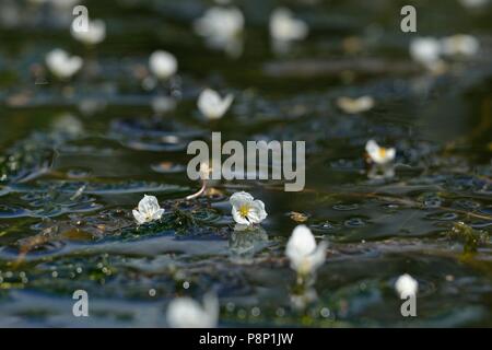 Flowering Greater Pondweed, recognisable by its large white flowers Stock Photo