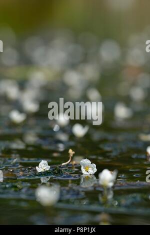 Flowering Greater Pondweed, recognisable by its large white flowers Stock Photo