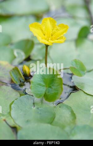 Flowering Fringed Waterlilly Stock Photo