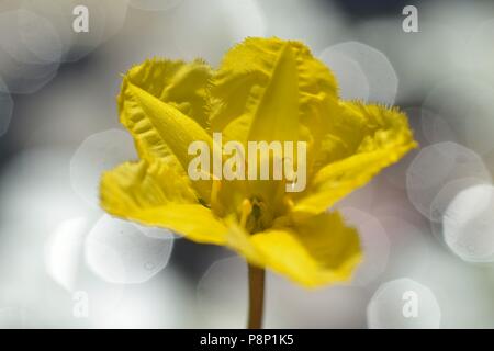 Flowering Fringed Waterlilly Stock Photo