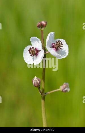 Flowering Arrowhead Stock Photo
