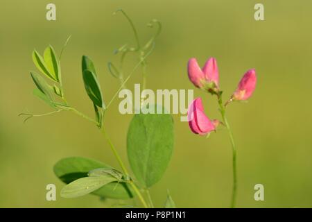 Flowering Tuberous pea Stock Photo