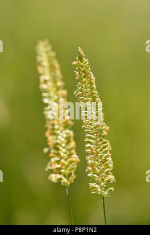 Flowering Crested dog's-Tail Stock Photo