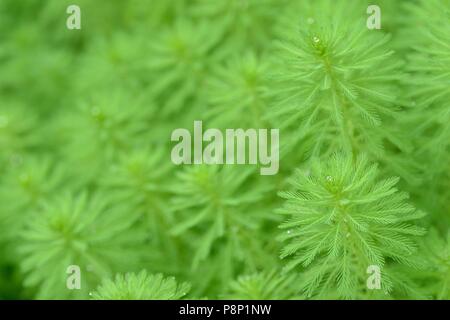 Parrot Feather is an invasive exotic aquatic plant Stock Photo