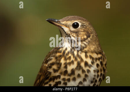 Head shot of a Song Thrush Stock Photo