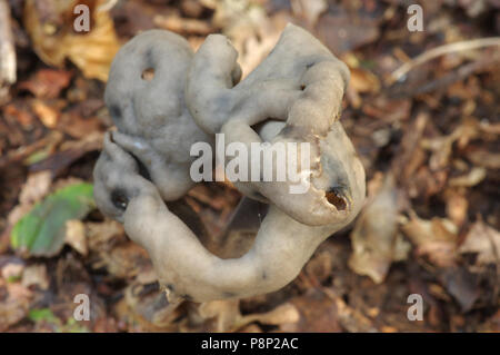 Slate grey saddle; Helvella lacunosa Stock Photo