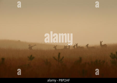 A herd of red deer standing in the last daylight while the rain is falling down heavily Stock Photo