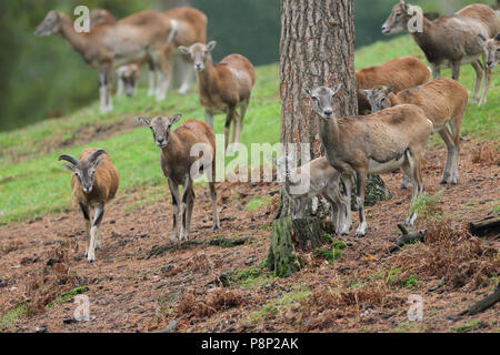 A flock of wild (mouflon) sheep with young ones standing on the slope of a hill. Stock Photo