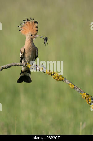 Hoopoe on a branch with his crest up Stock Photo