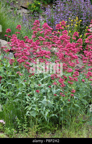 Red Valerian (Centranthus ruber) in the German landscape of the Eifel Stock Photo