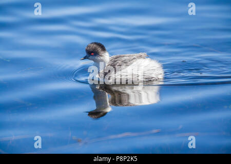 Silvery Grebe (Podiceps occipitalis) swimming in lake on the Altiplano Stock Photo