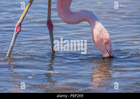 Head shot of Chilean Flamingo (Phoenicopterus chilensis) foraging in saltlake Stock Photo