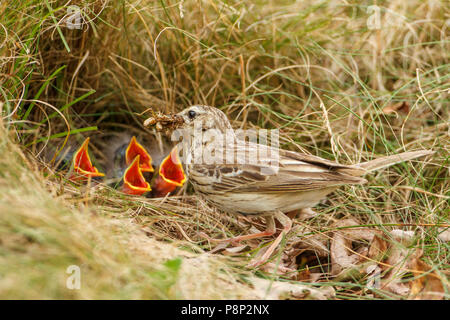 Adult Tree Pipit feeding begging young in the nest Stock Photo