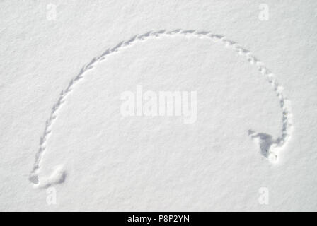 Mouse tracks in the snow. Stock Photo