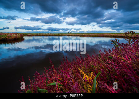 saltmarsh in the Oosterschelde national park in october with autumn colours at sunrise Stock Photo