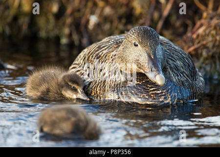 Female Common Eider with chick on rocky coast Stock Photo
