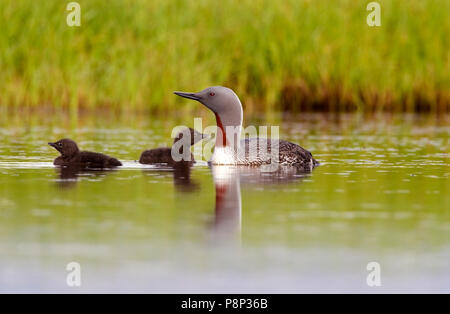 Red-throated Loon , swimming in lake with 2 juveniles Stock Photo