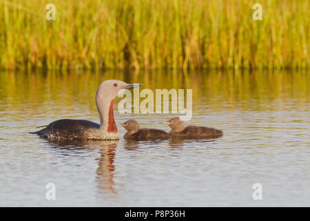 Red-throated Loon , swimming in lake with 2 juveniles Stock Photo