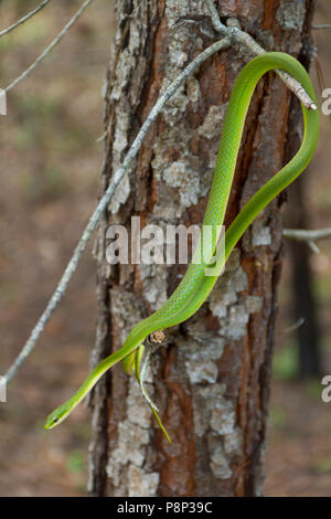 A rough green snake (opheodrys aestivus) hanging from a branch Stock Photo