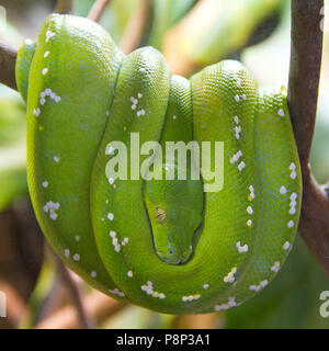 Green Tree Python (Morelia viridis) hanging in the classic python pose Stock Photo