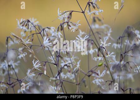 Tangle of stems and white flowers of Catchfly against a warm background lit by the sun in the North Holland Dune Reserve at Wijk aan Zee Stock Photo