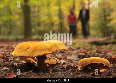 Phaeolepiota aurea, a fungus with a golden colored cap, in a beech forest. A man and woman are passing. Stock Photo