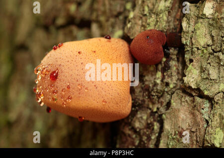 Beefsteak Fungus with red guttation drops. Stock Photo