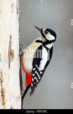 Female Great Spotted Woodpecker feeding on tree Stock Photo
