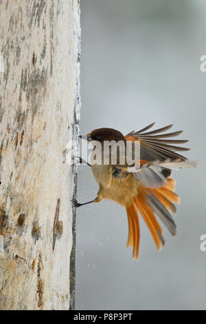 Flying Siberian Jay looking for Food Stock Photo