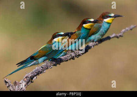 three European Bee-eaters (Merops apiaster) perched on a branch Stock Photo