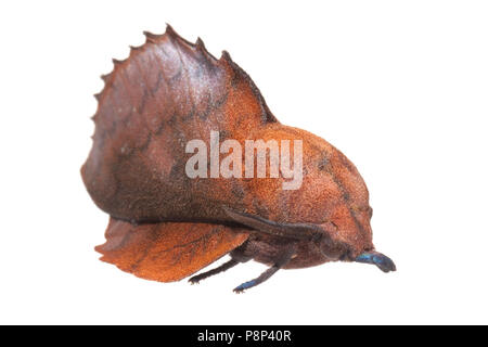 Lappet isolated against a white background Stock Photo