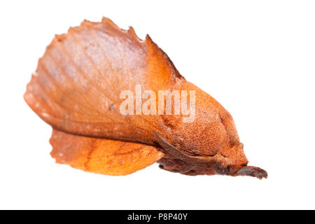 Lappet isolated against a white background Stock Photo