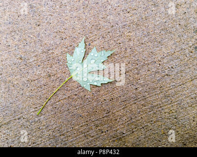 Single fallen green maple leaf wet with raindrops lying on rough concrete with copy space Stock Photo