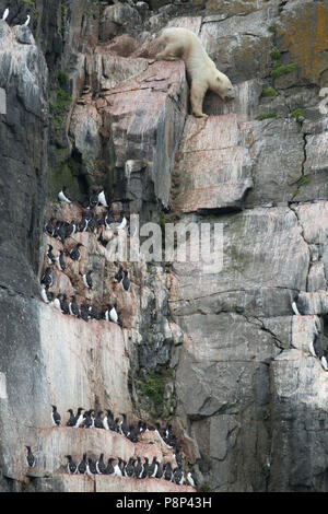 A Polar Bear climbing down the bird cliff of Alkefjellet to grab a few Brunnich's Guillemot chicks. Stock Photo