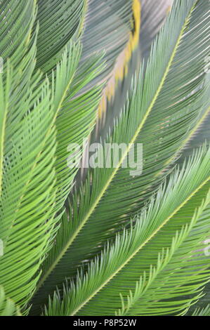 Cycas revoluta plant leafs Stock Photo