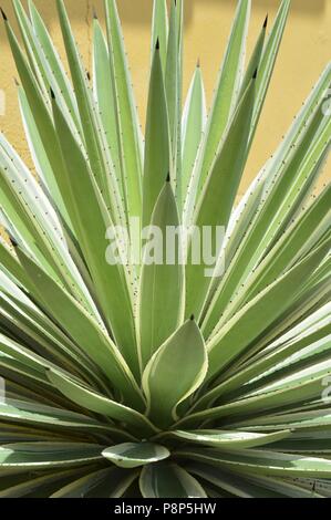 Agavaceae Agave angustifolia,  tropical plant Stock Photo