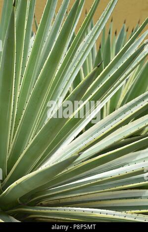 Agavaceae Agave angustifolia,  tropical plant Stock Photo