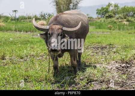 Domestic asian water buffalo (Bubalus bubalison) grazing on a field, Nyaungshwe, Myanmar (Burma) Stock Photo