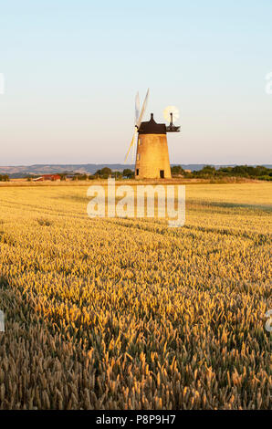 Ripe wheat field in front of Milton Common Windmill at sunset near the village of Great Haseley, South Oxfordshire, England Stock Photo