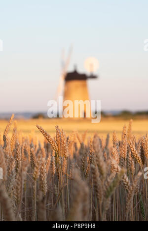 Ripe wheat field in front of Milton Common Windmill at sunset near the village of Great Haseley, South Oxfordshire, England Stock Photo