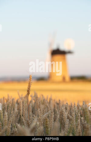 Ripe wheat field in front of Milton Common Windmill at sunset near the village of Great Haseley, South Oxfordshire, England Stock Photo