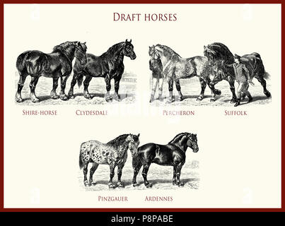 vintage equestrian illustration, powerful draft horse portraits:  Shire-horse, Clydesdale, Percheron, Suffolk, Pinzgauer, Ardennes Stock Photo